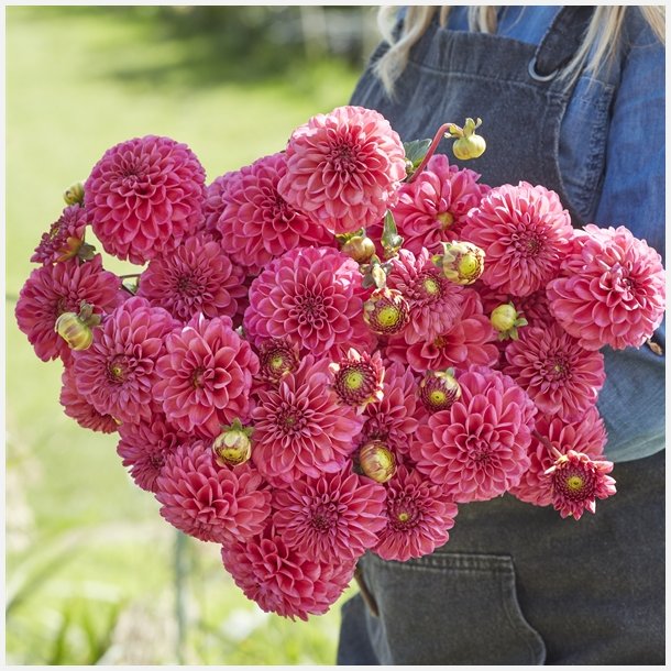 Dahlia Bazuin Pink