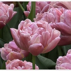 Tulip Beachberry 5 lg