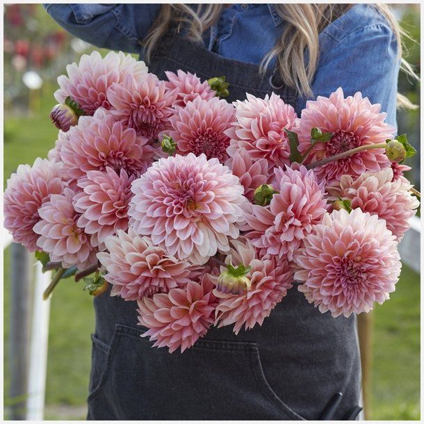 Dahlia Beauty Queen 
