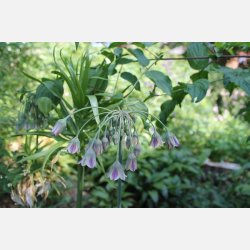 Bulgarsk prydlg 10 lg