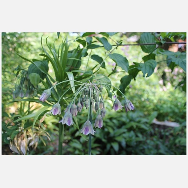 Bulgarsk prydlg 10 lg