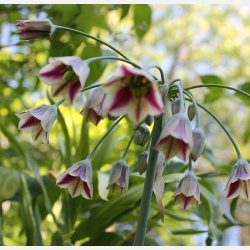 Bulgarsk prydlg 10 lg