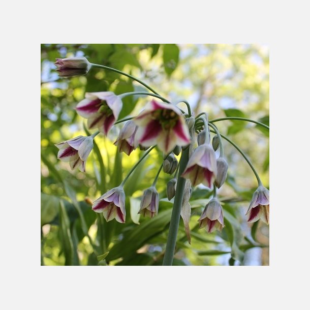 Bulgarsk prydlg 10 lg