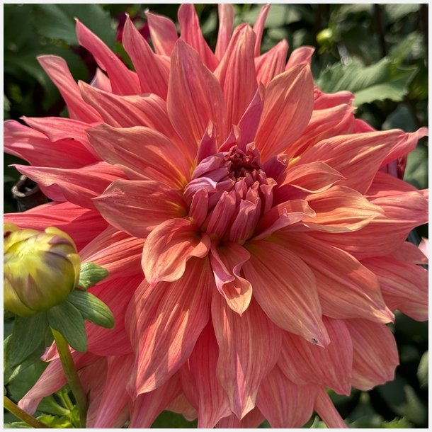 Dahlia Belle of Barmera