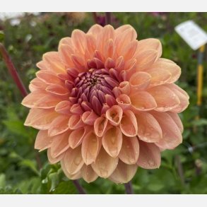 Dahlia Bestseller