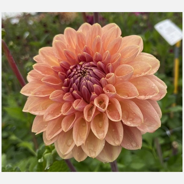 Dahlia Bestseller