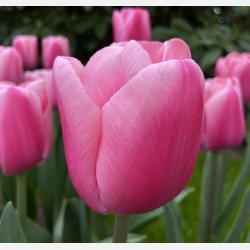 Tulipan Big Love 8 lg