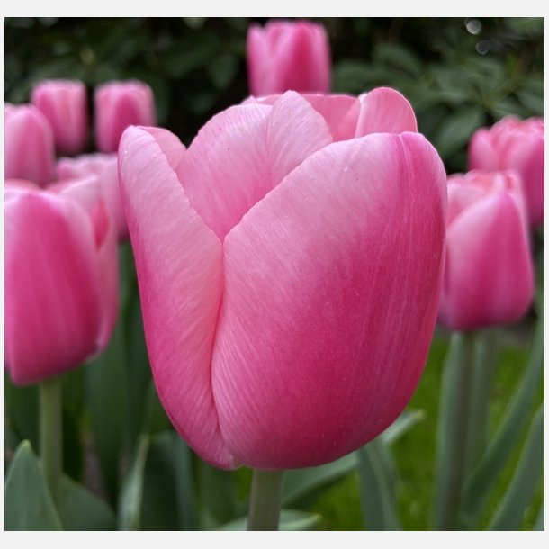 Tulipan Big Love 8 lg