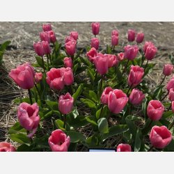 Tulipan Big Love 8 lg