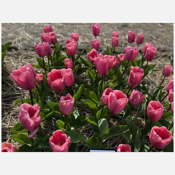 Tulipan Big Love 8 lg