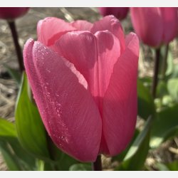 Tulipan Big Love 8 lg