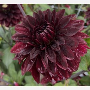 Dahlia Dark Destiny