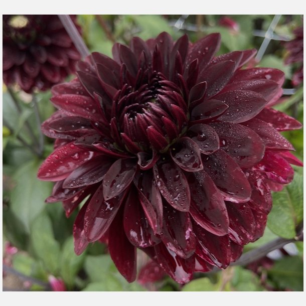 Dahlia Black Destiny