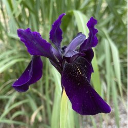 Iris Black Form