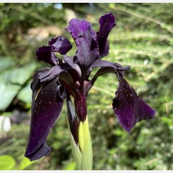 Iris Black Form