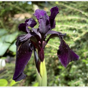 Iris Black Form
