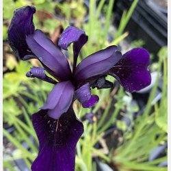 Iris Black Form