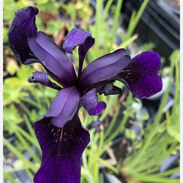 Iris Black Form