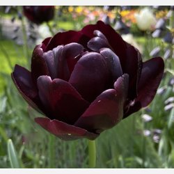 Tulipan Black Hero 8 lg