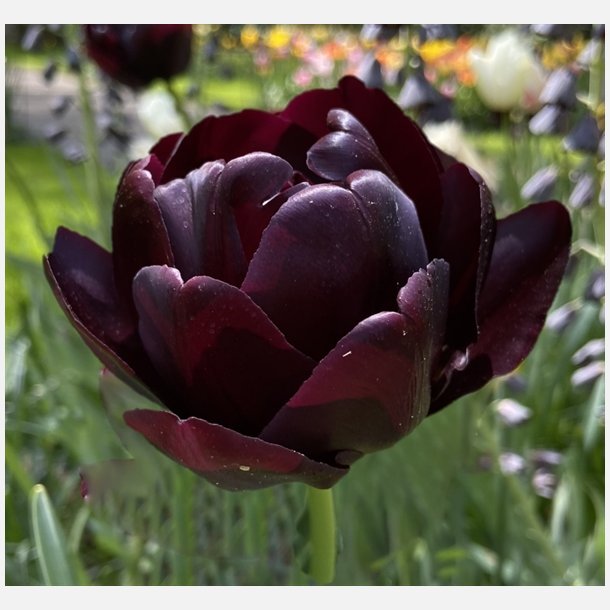 Tulipan Black Hero 100 lg