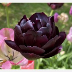 Tulipan Black Hero 8 lg