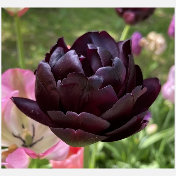 Tulipan Black Hero 8 lg