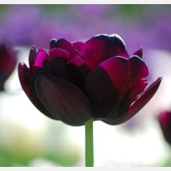 Tulipan Black Hero 8 lg