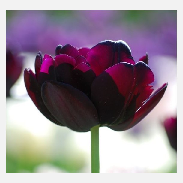 Tulipan Black Hero 8 lg