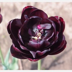 Tulipan Black Hero 8 lg