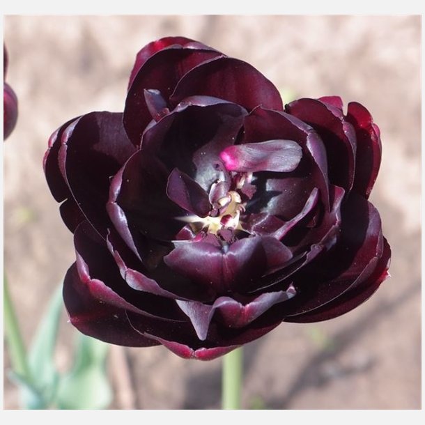 Tulipan Black Hero 8 lg