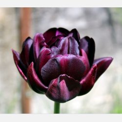 Tulipan Black Hero 8 lg