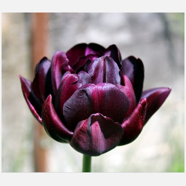 Tulipan Black Hero 8 lg
