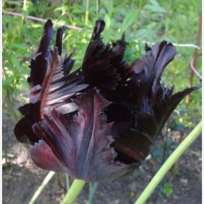 Tulipan Black Parrot 6 lg
