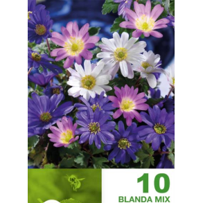 Anemone Blanda mix 25 lg