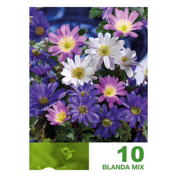 Anemone Blanda mix 10 lg