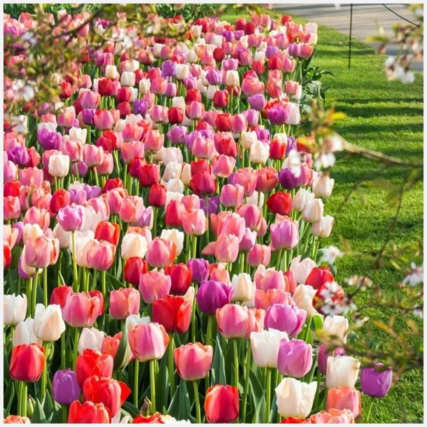 Tulipan Rainbow River 50 lg