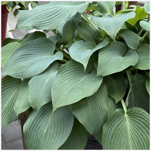 Hosta Blue Angel 