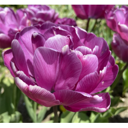 Tulipan Blue Diamond 8 lg