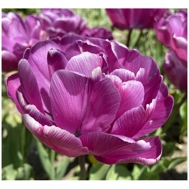 Tulipan Blue Diamond 8 lg