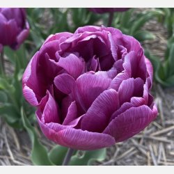 Tulipan Blue Diamond 8 lg