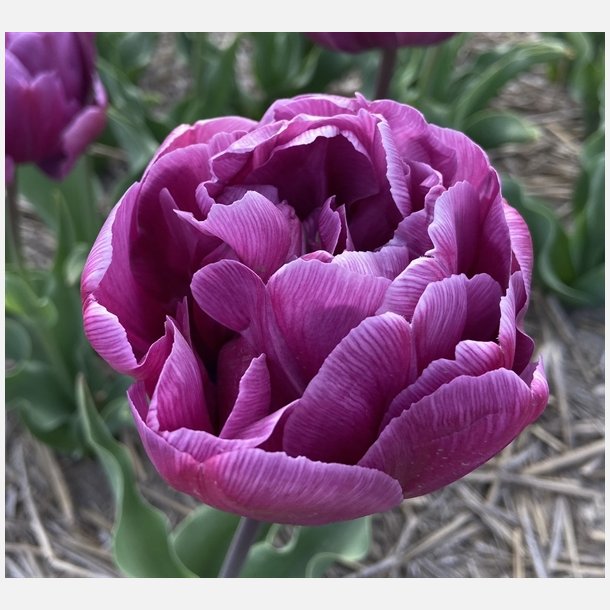 Tulipan Blue Diamond 8 lg