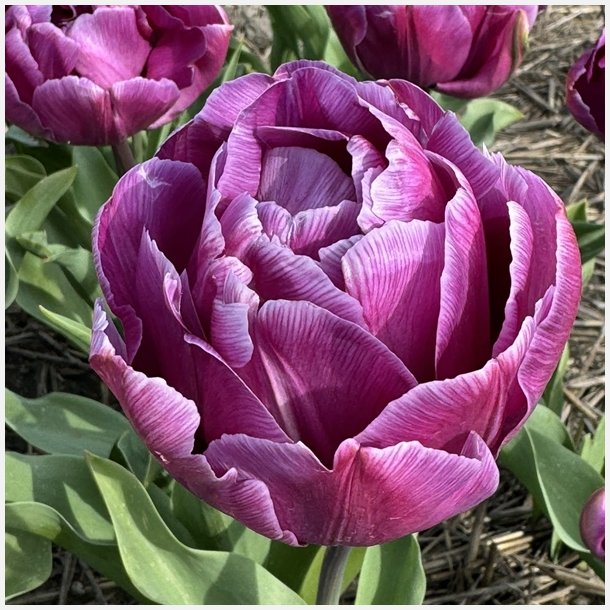 Tulipan Blue Diamond 8 lg