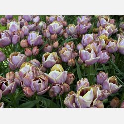 Tulipan Blue Heaven 7 lg