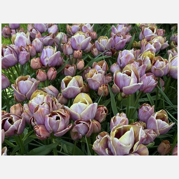 Tulipan Blue Heaven 7 lg