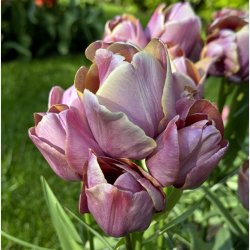 Tulipan Blue Heaven 7 lg