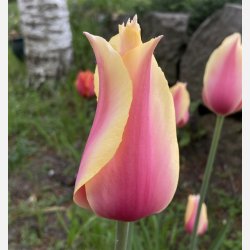 Tulipan Blushing Beauty 6 lg