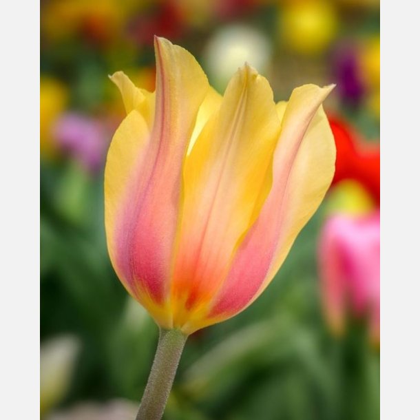 Tulipan Blushing Beauty 6 lg