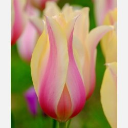Tulipan Blushing Beauty 6 lg