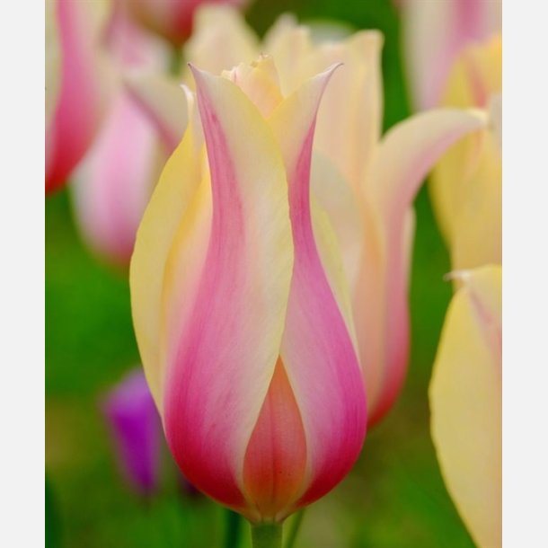 Tulipan Blushing Beauty 6 lg