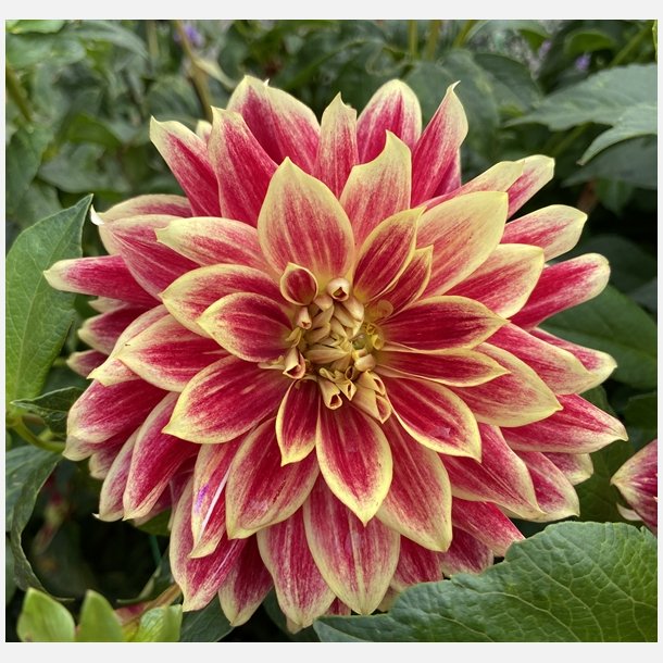 Dahlia Bodacious